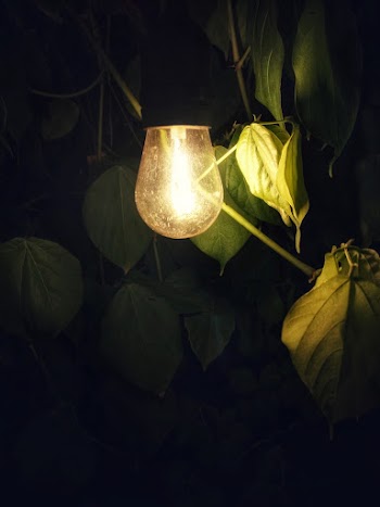 Shallow Focus Photography of Light Bulb