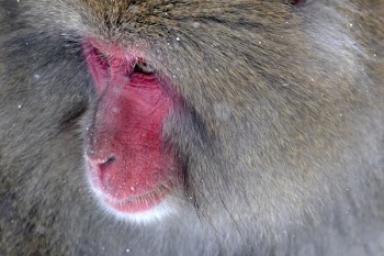 shallow focus photography of monkey