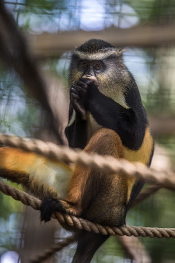 Shallow Focus Photography of Monkey