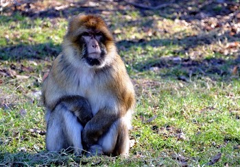 Shallow Focus Photography of Monkey