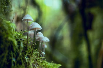 Shallow Focus Photography of Mushrooms