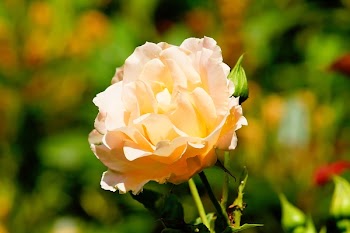 Shallow Focus Photography of Orange Flower