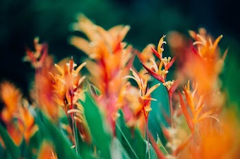 shallow focus photography of orange flowers under sunny sky