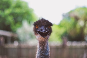 Shallow Focus Photography of Ostrich Head