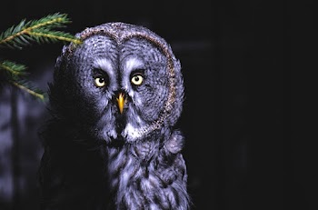 Shallow Focus Photography Of Owl