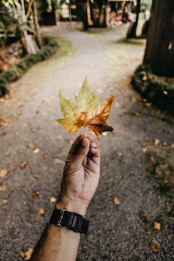 Shallow Focus Photography Of Person Holding A Leaf