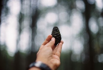 shallow focus photography of person holding black pinecone during daytime