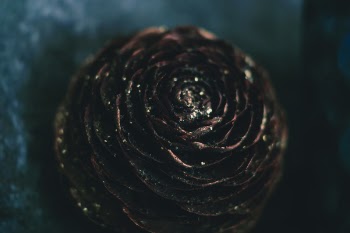 Shallow Focus Photography of Pine Cone