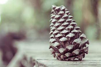 shallow focus photography of pine cone