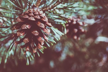 Shallow Focus Photography of Pine Cone