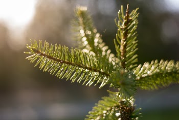Shallow Focus Photography of Pine Tree Leaves