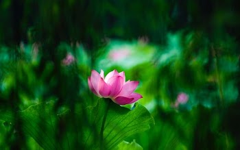 shallow focus photography of pink flower