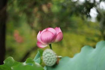 Shallow Focus Photography of Pink Flower