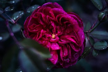 Shallow Focus Photography of Pink Flower