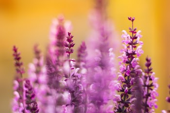 Shallow Focus Photography of Pink Flowers