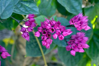 Shallow Focus Photography of Pink Flowers
