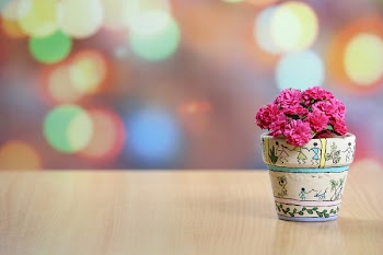 Shallow Focus Photography of Pink Flowers
