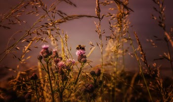 Shallow Focus Photography of Pink Flowers