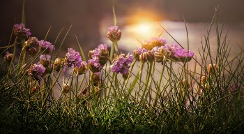 Shallow Focus Photography Of Pink Flowers