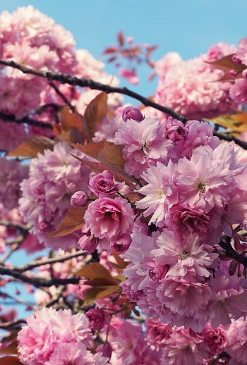 Shallow Focus Photography of Pink Flowers