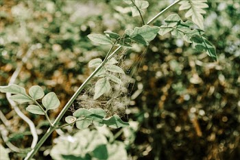 Shallow Focus Photography Of Plant With Spiderweb
