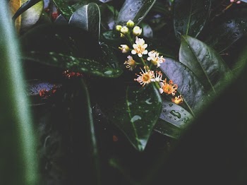Shallow Focus Photography of Plants