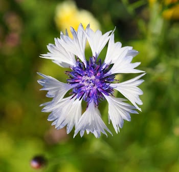 Shallow Focus Photography of Purple and White Flower