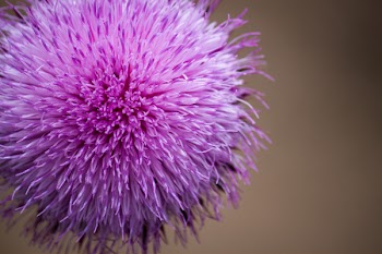 Shallow Focus Photography of Purple Flower