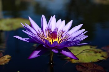 shallow focus photography of purple flower