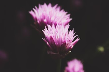 shallow focus photography of purple flower
