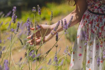 Shallow Focus Photography of Purple Flowers