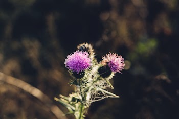 Shallow Focus Photography of Purple Flowers