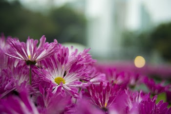 Shallow Focus Photography of Purple Flowers