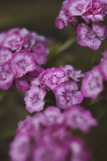 Shallow Focus Photography of Purple Flowers