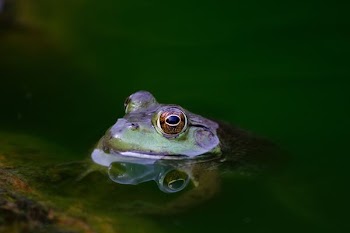 shallow focus photography of purple frog