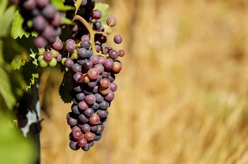 Shallow Focus Photography of Purple Grapes