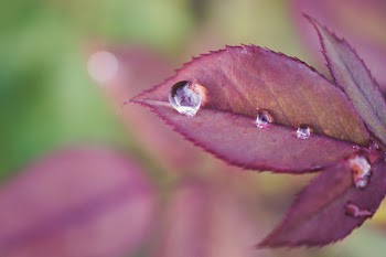 Shallow Focus Photography of Purple Leaf With Morning Dew
