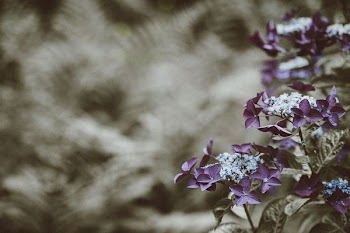 shallow focus photography of purple leafed plant