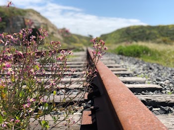 Shallow Focus Photography of Railroad