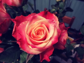 Shallow Focus Photography of Red Flower