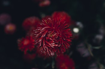Shallow Focus Photography Of Red Flower
