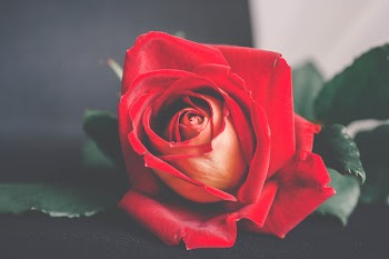 Shallow Focus Photography of Red Flower