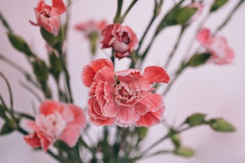 Shallow Focus Photography of Red Flowers