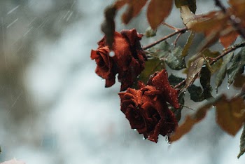 Shallow Focus Photography of Red Flowers