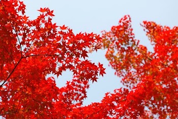 shallow focus photography of red leafed tree