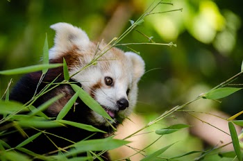 Shallow Focus Photography of Red Panda