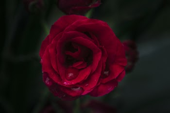 Shallow Focus Photography of Red Rose
