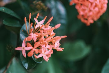 Shallow Focus Photography Of Santan Flowers