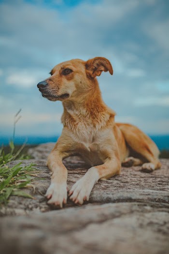 Shallow Focus Photography of Short-coated Brown Dog Facing Sideways