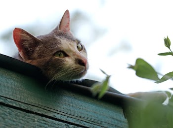 Shallow Focus Photography of Short-coated Gray and White Cat